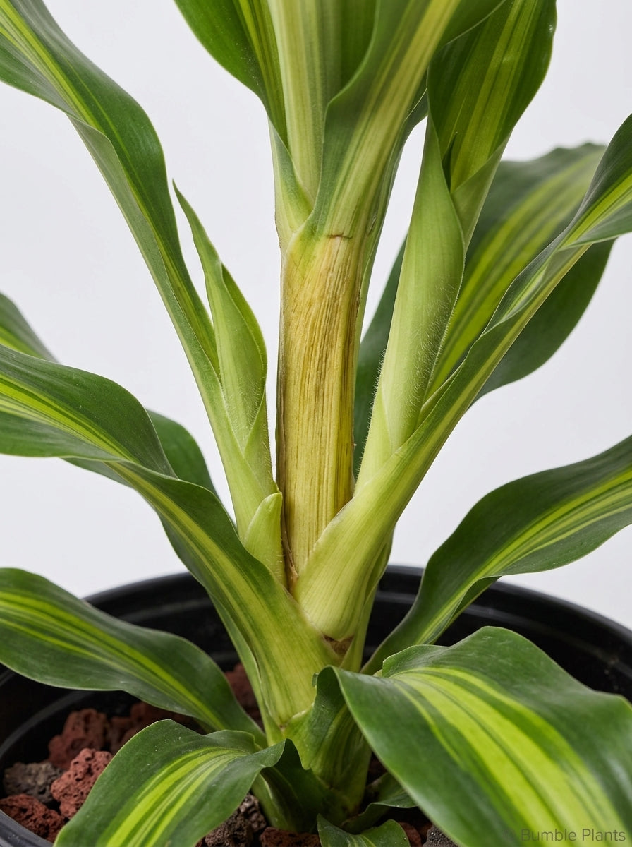 Dracaena Golden Heart