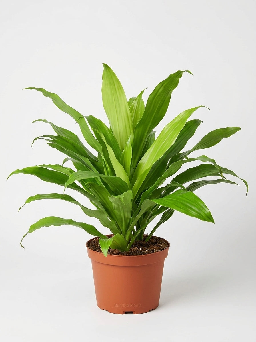 Dracaena 'Lime Light'