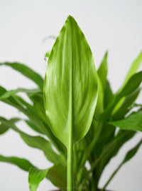 Dracaena 'Lime Light'