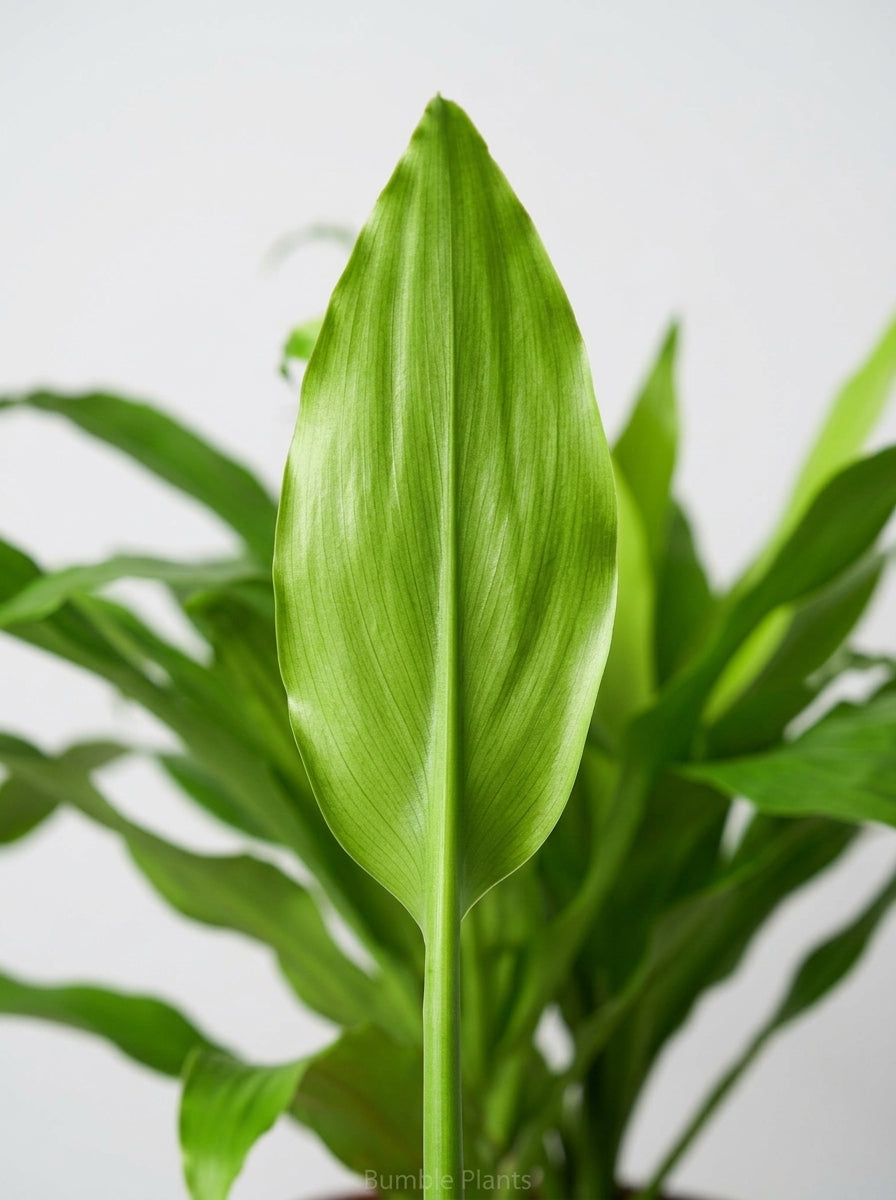 Dracaena 'Lime Light'