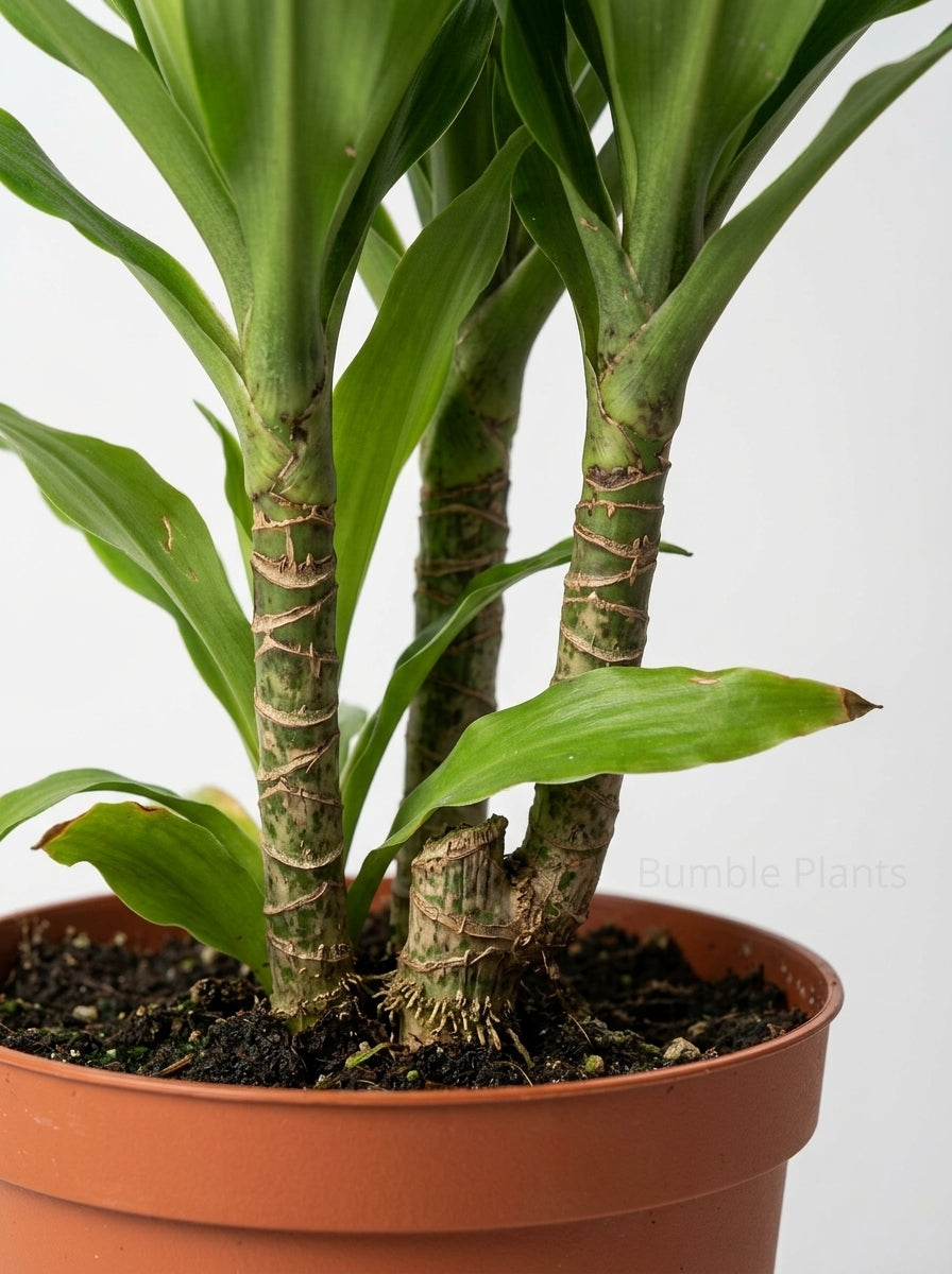 Dracaena 'Lime Light'