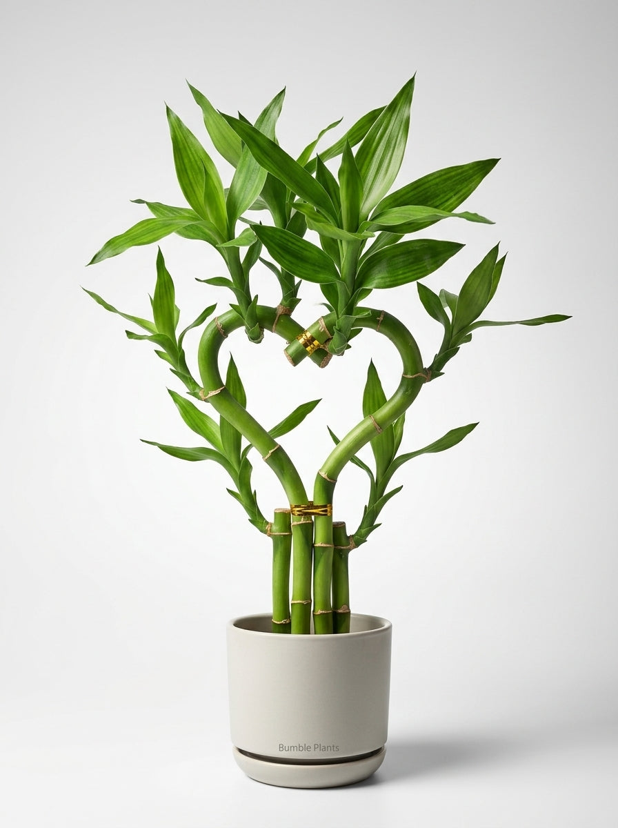 Dracaena 'Lucky Bamboo' (Heart Shape)