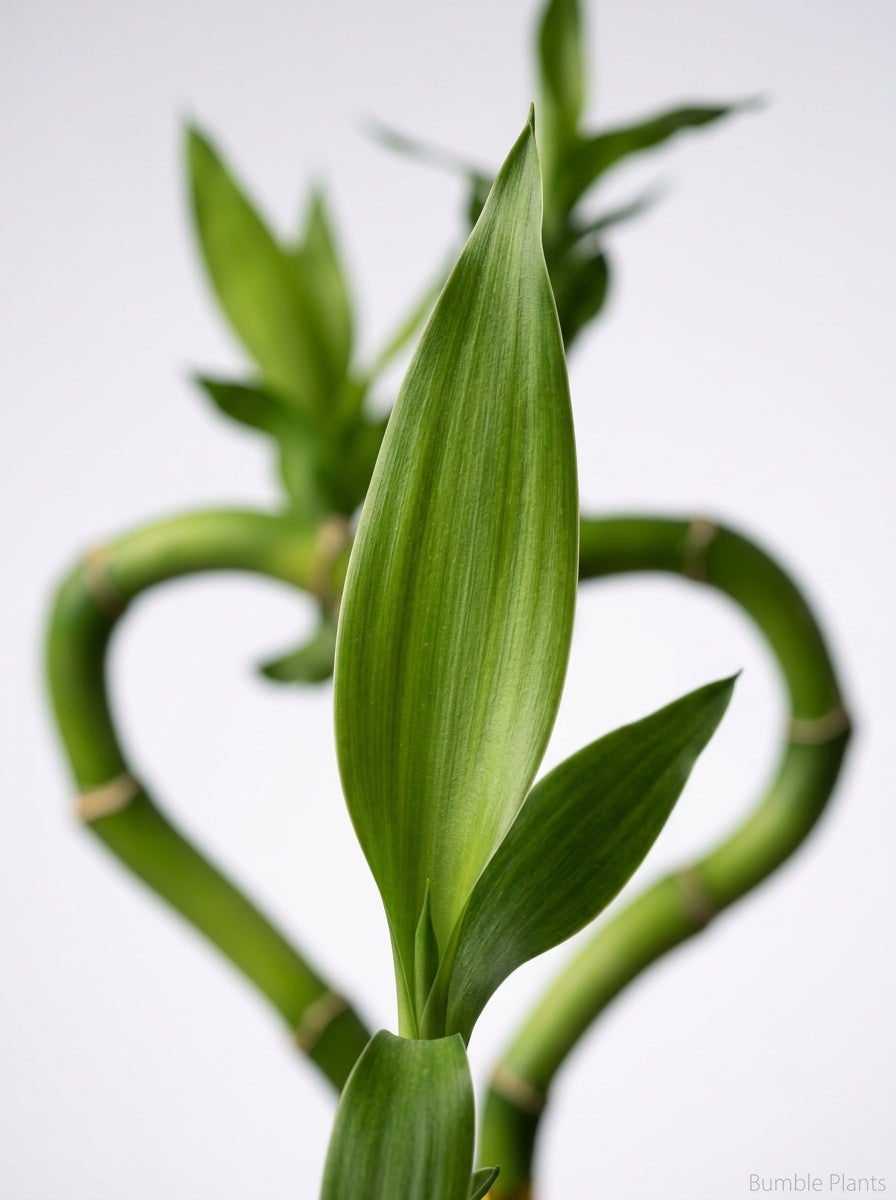 Dracaena 'Lucky Bamboo' (Heart Shape)