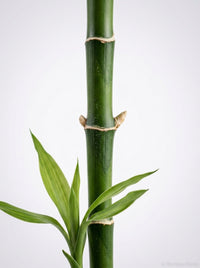 Dracaena 'Lucky Bamboo' (Heart Shape)