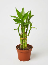 Dracaena 'Lucky Bamboo'