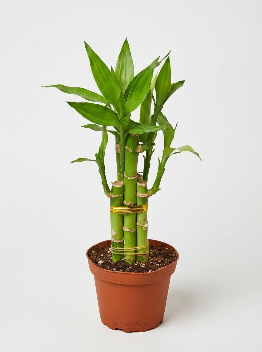 Dracaena 'Lucky Bamboo'