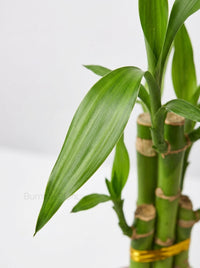 Dracaena 'Lucky Bamboo'