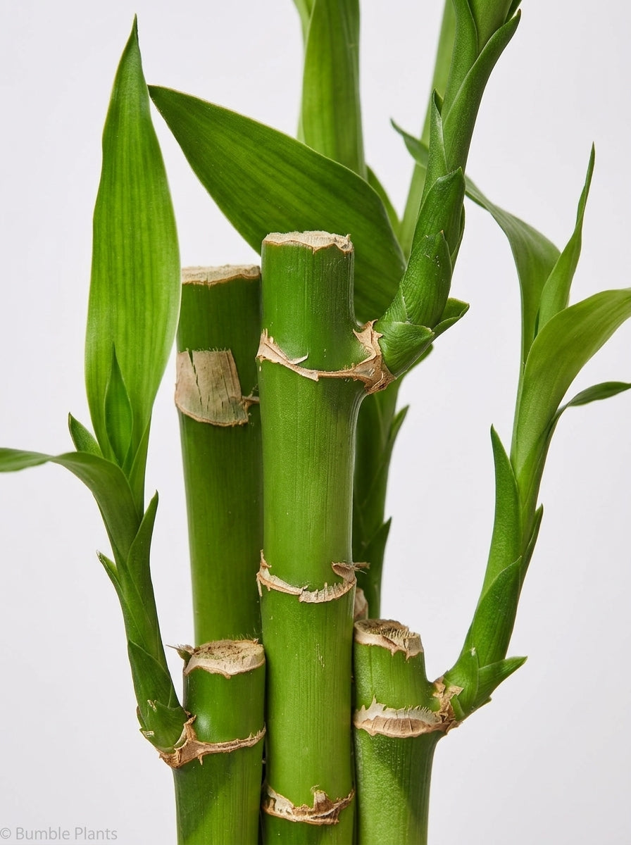 Dracaena 'Lucky Bamboo'