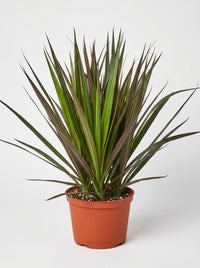 Dracaena 'Marginata Magenta' Dragon Tree