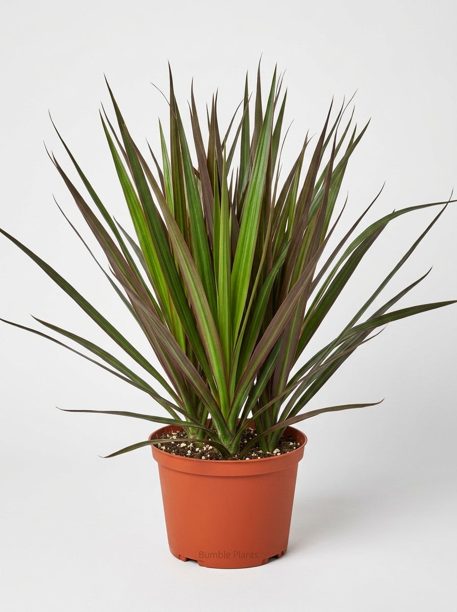 Dracaena 'Marginata Magenta' Dragon Tree