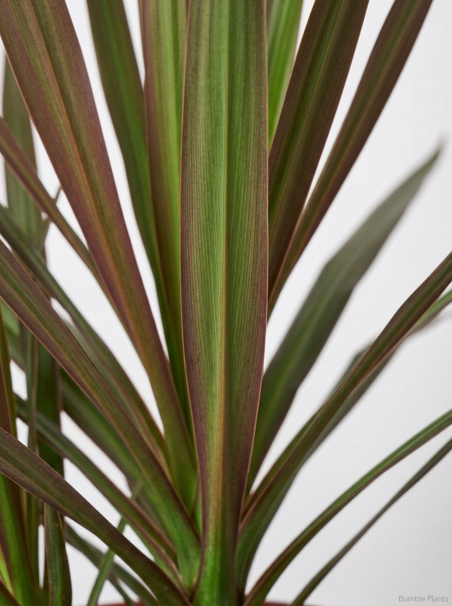 Dracaena 'Marginata Magenta' Dragon Tree