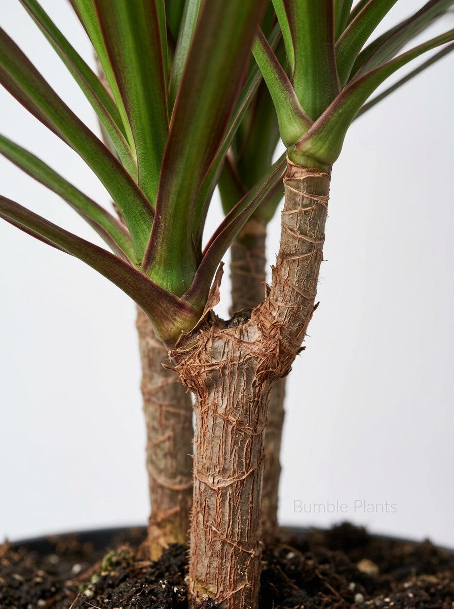 Dracaena 'Marginata Magenta' Dragon Tree