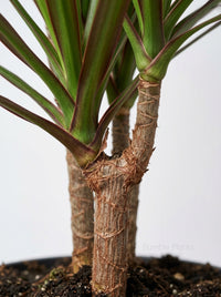 Dracaena 'Marginata Magenta' Dragon Tree