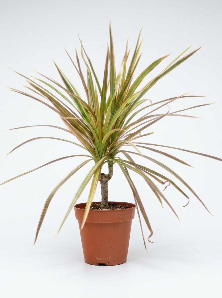 Dracaena Madagascar Red Margined Dragon Tree