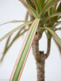 Dracaena Madagascar Red Margined Dragon Tree