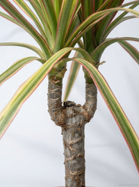 Dracaena Madagascar Red Margined Dragon Tree