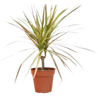 Dracaena 'Red Margined'
