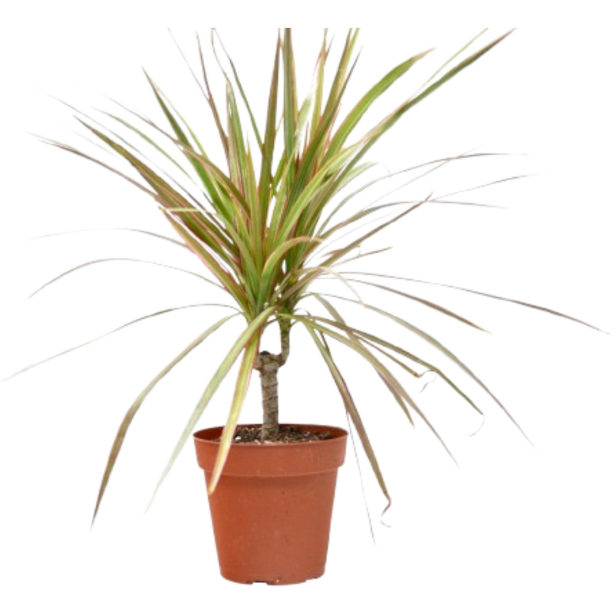 Dracaena 'Red Margined'