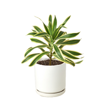 Dracaena 'Song of India'