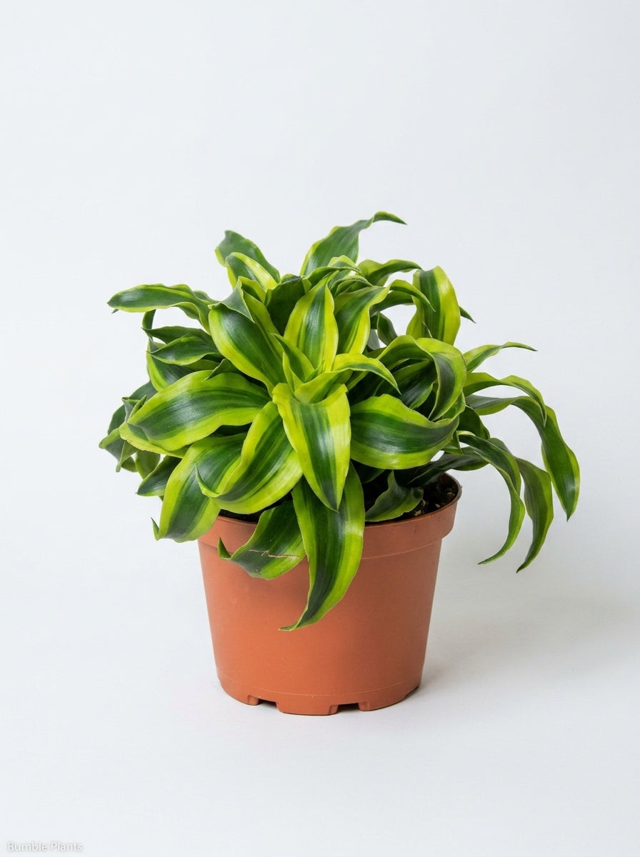 Dracaena Fragans 'Tornado'