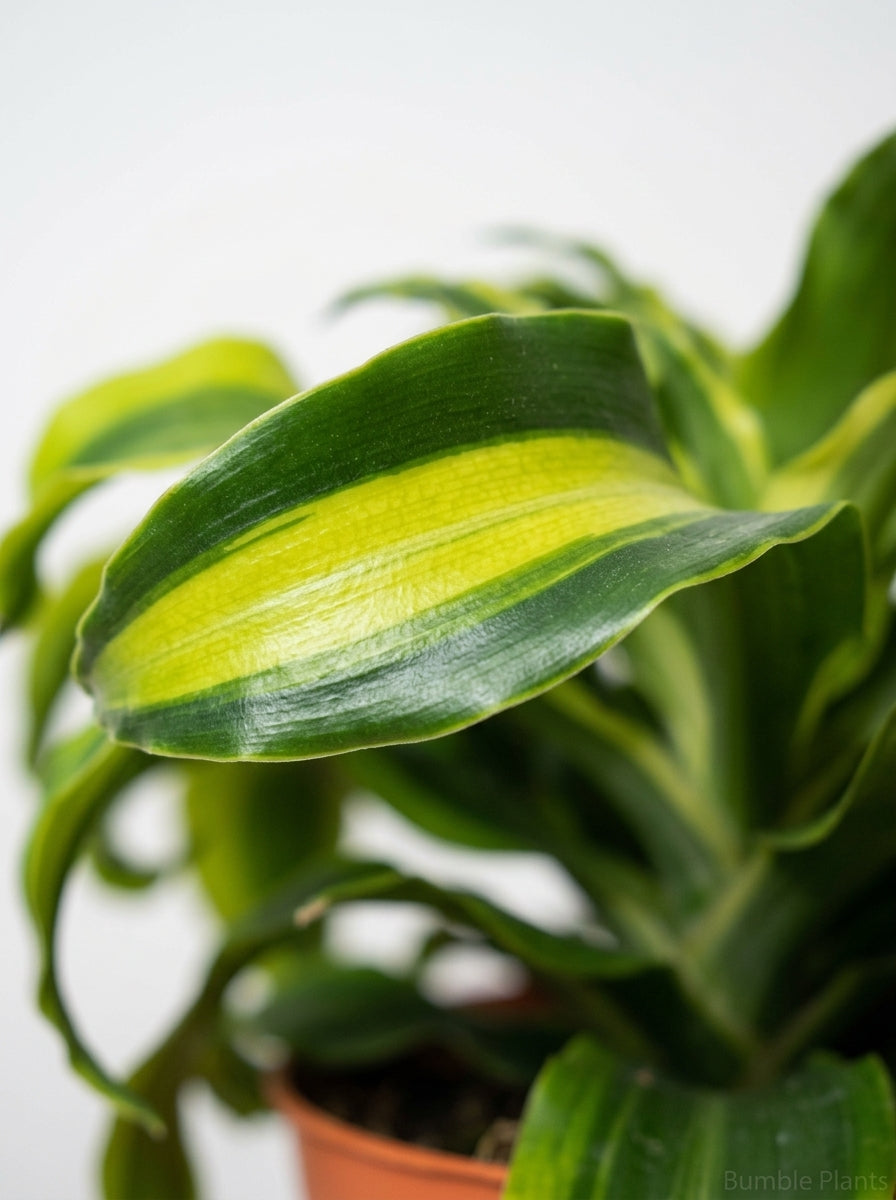 Dracaena Fragans 'Tornado'