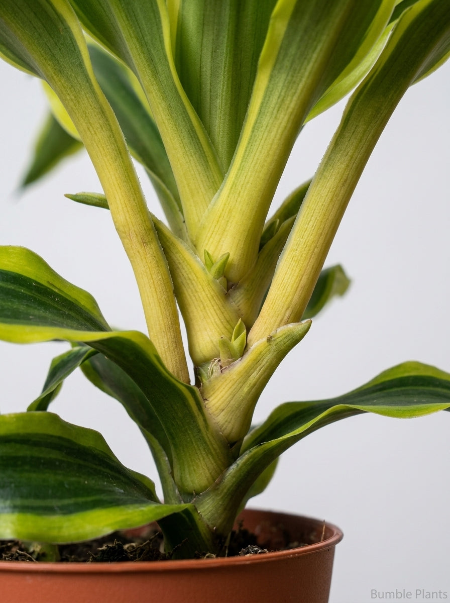 Dracaena Fragans 'Tornado'