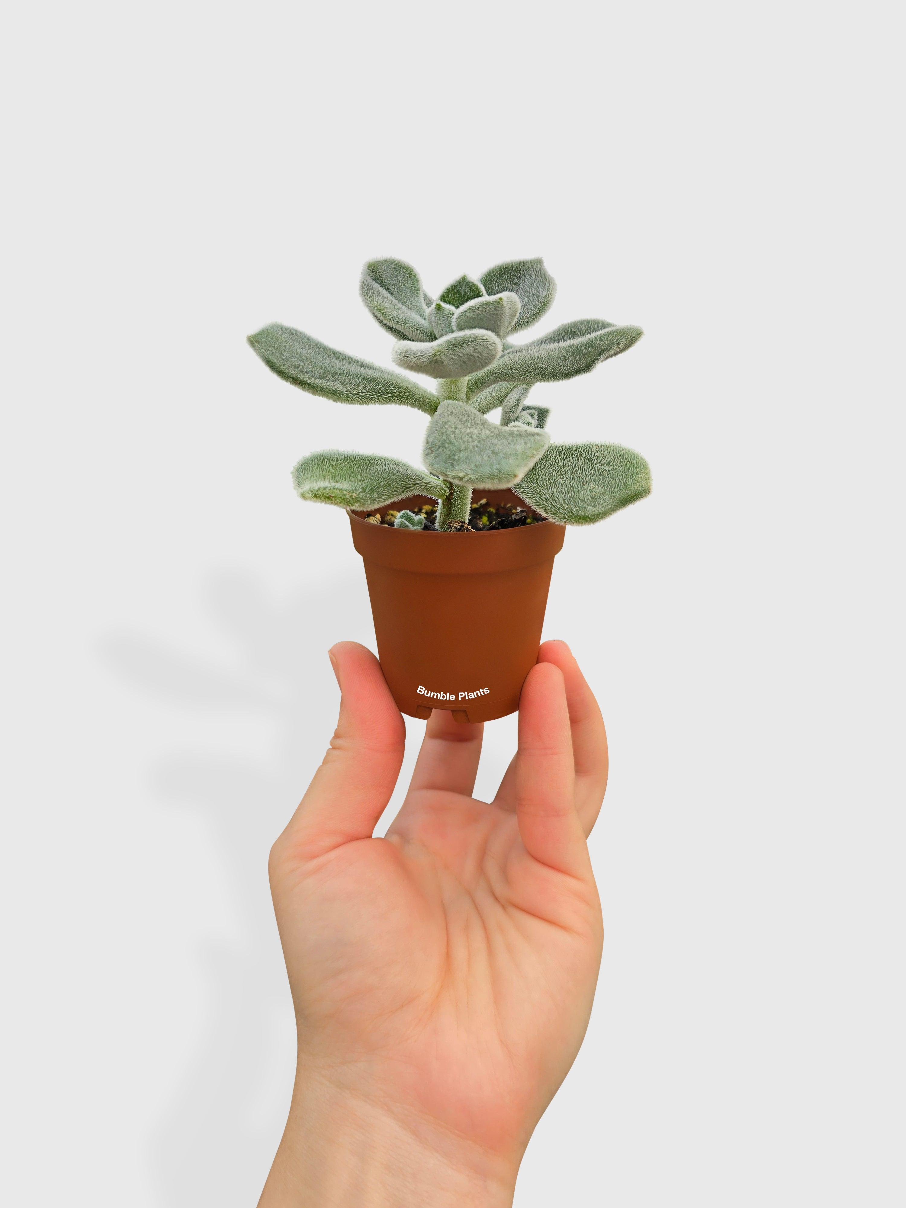 DESIGNOBAUM BOFU 55 クリスタルチャート　+ソフトハニタス2個 Echeveria Pulvinata 'Frosty' · Bumble Plants