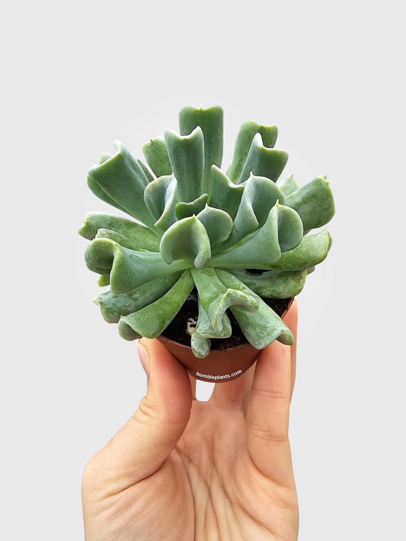 echeveria runyonii topsy turvy succulent Live Echeveria Runyonii Topsy Turvy