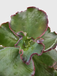 Echeveria Zorro Succulent - Bumble Plants