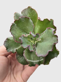 Echeveria Zorro Succulent - Bumble Plants