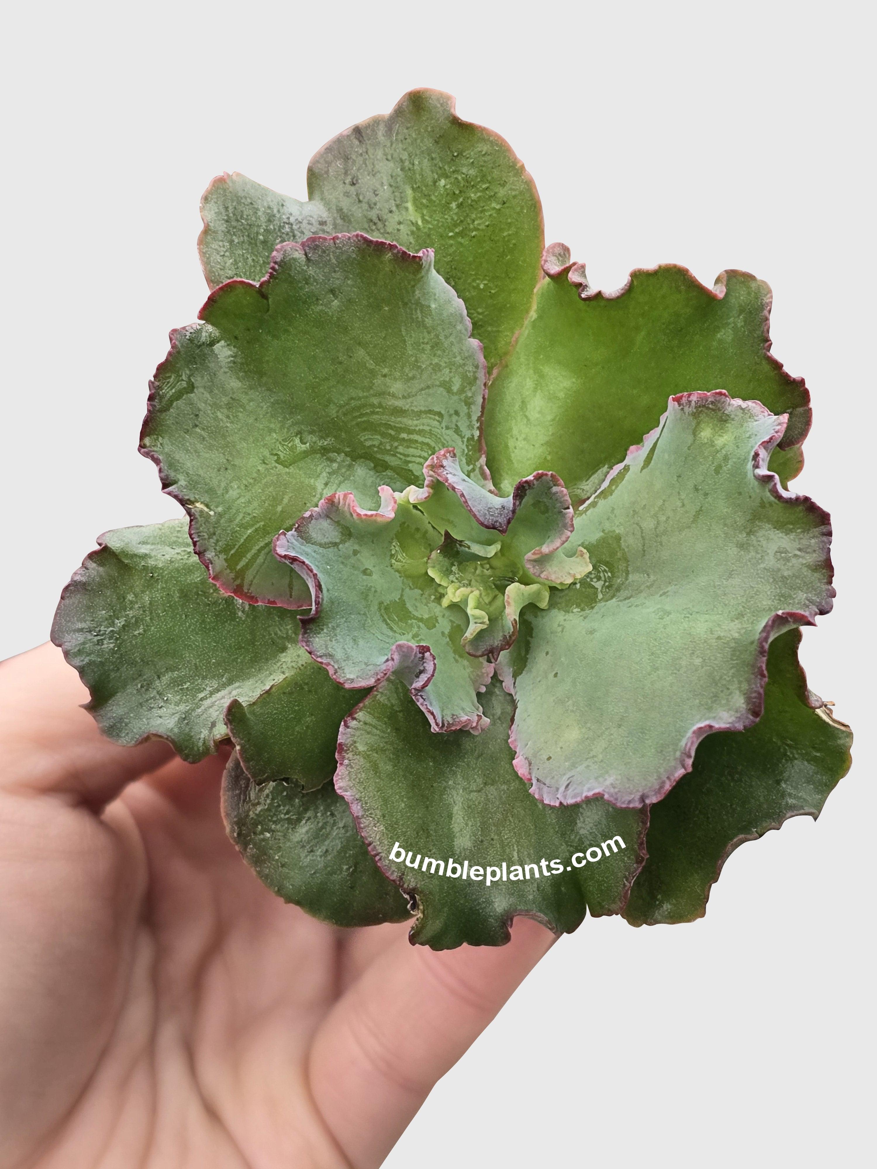 Echeveria Zorro Succulent - Bumble Plants