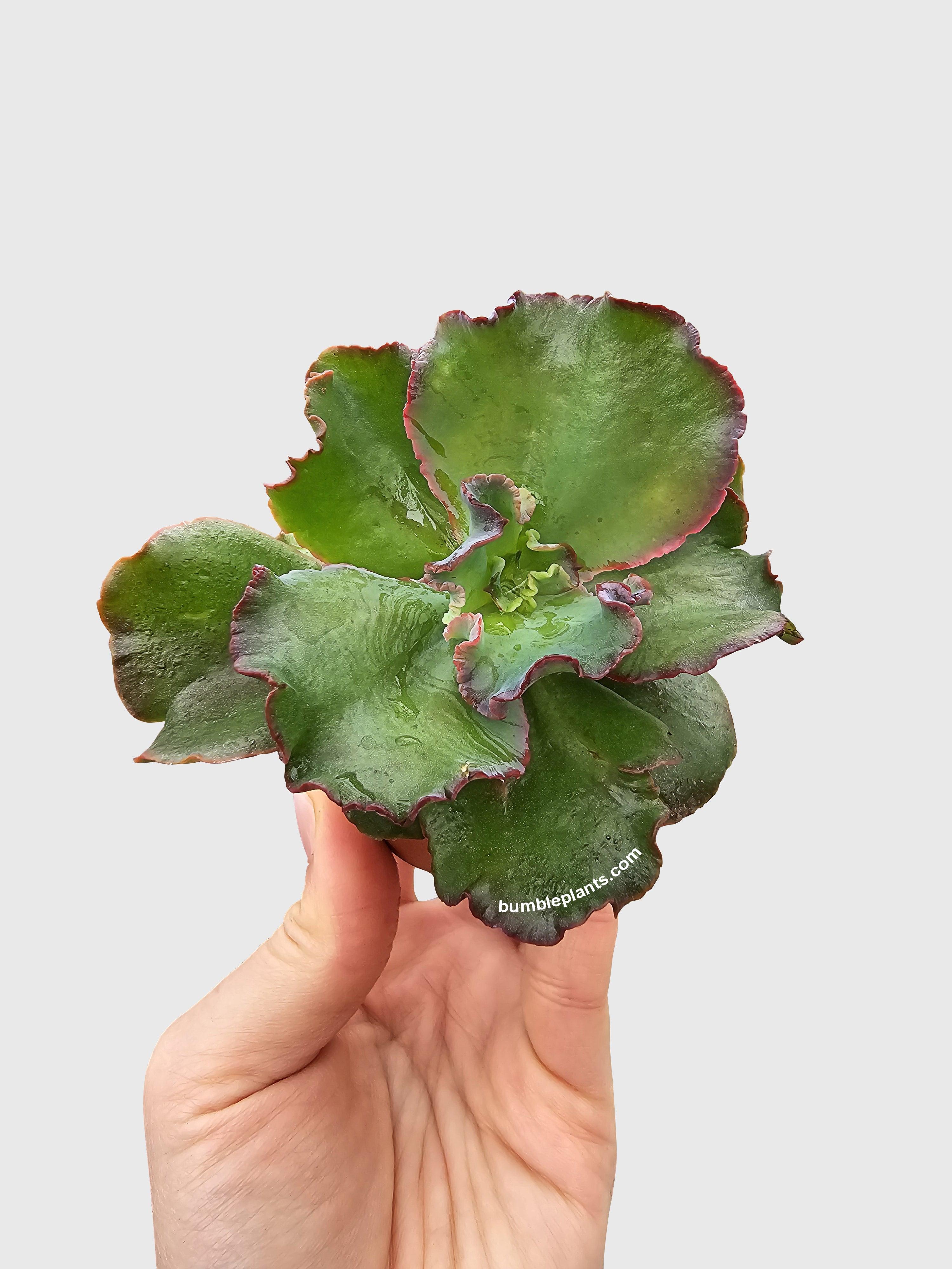 Echeveria Zorro Succulent - Bumble Plants