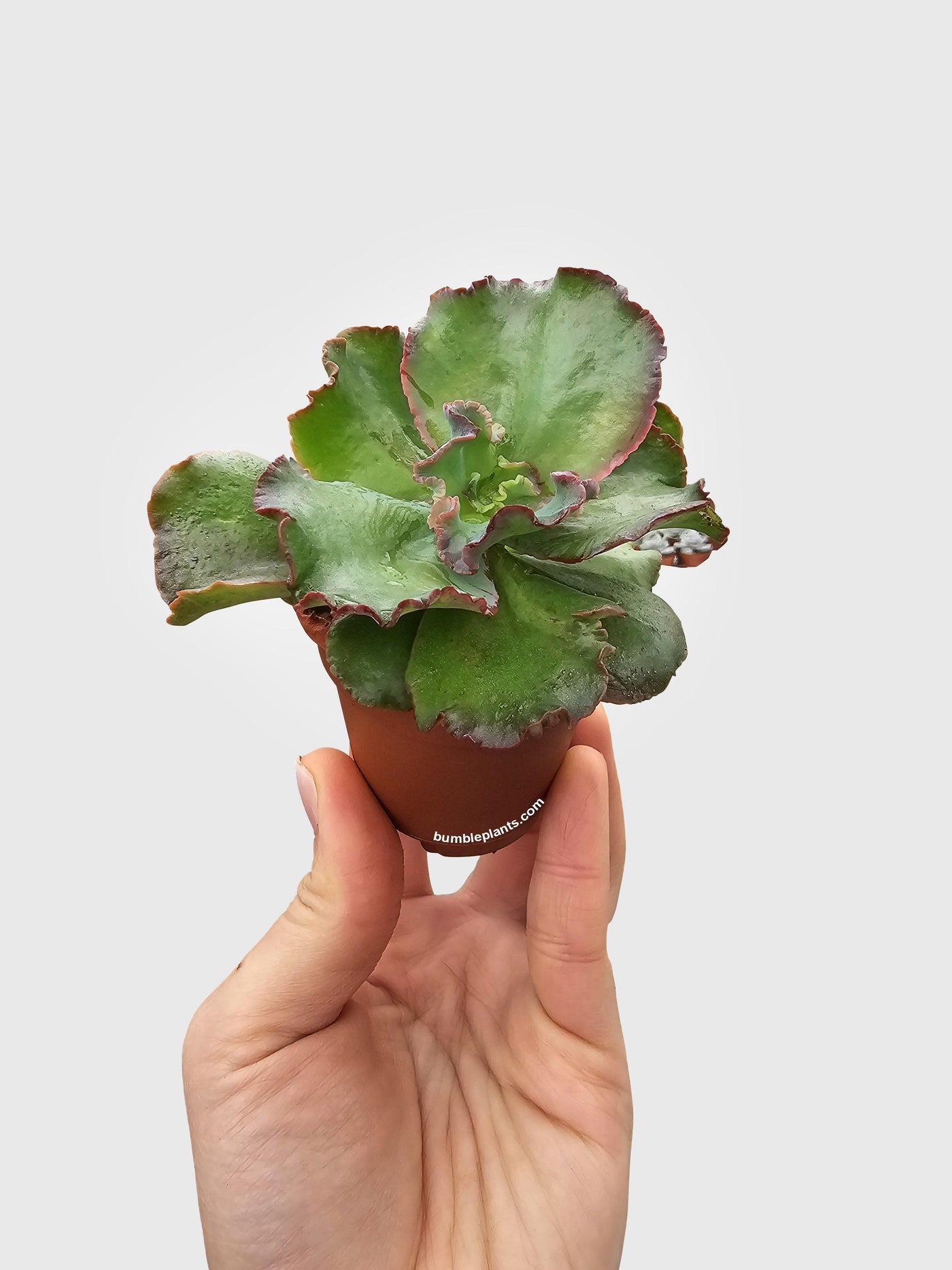 Echeveria Zorro Succulent - Bumble Plants