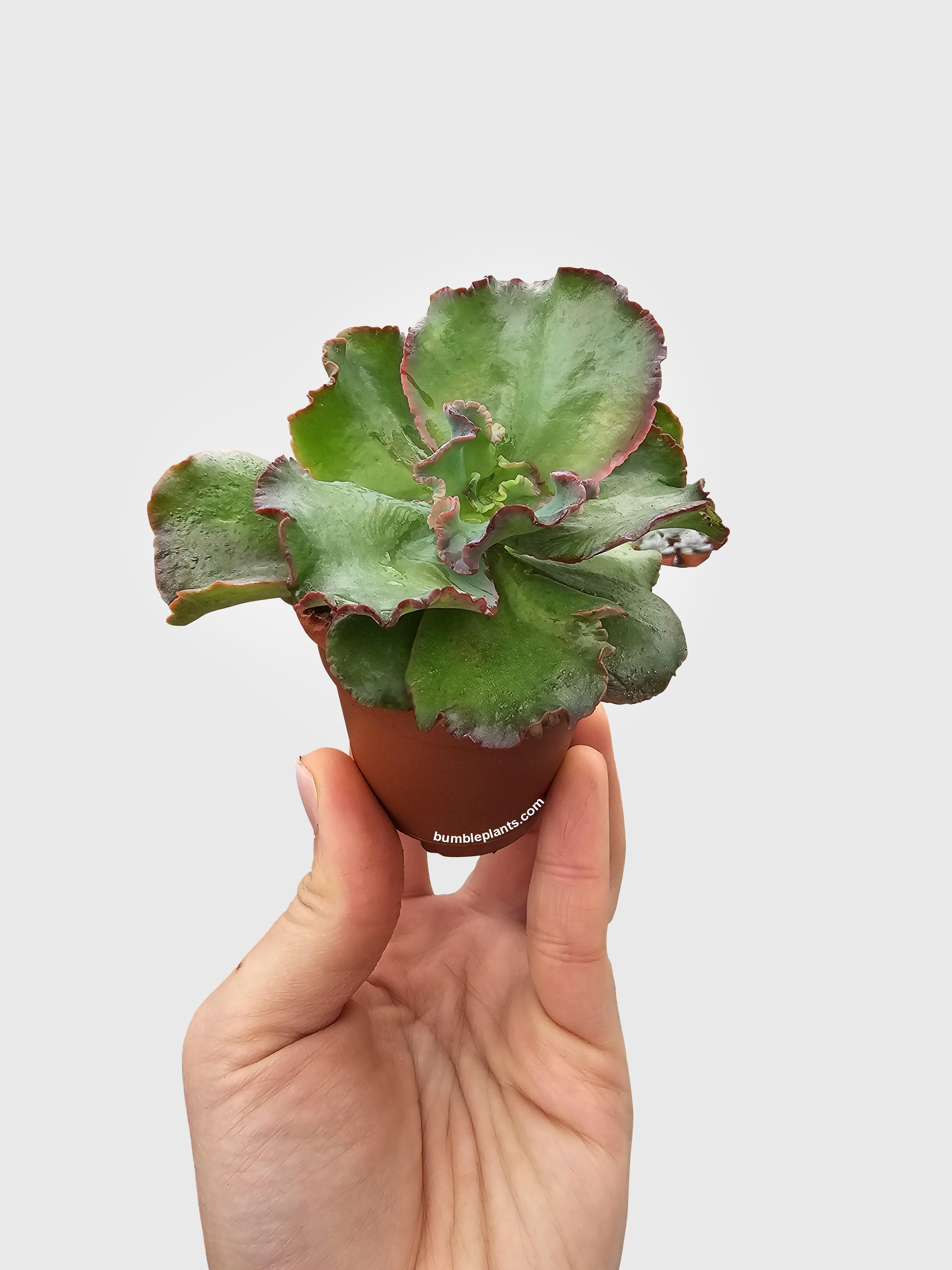 Echeveria Zorro Succulent - Bumble Plants
