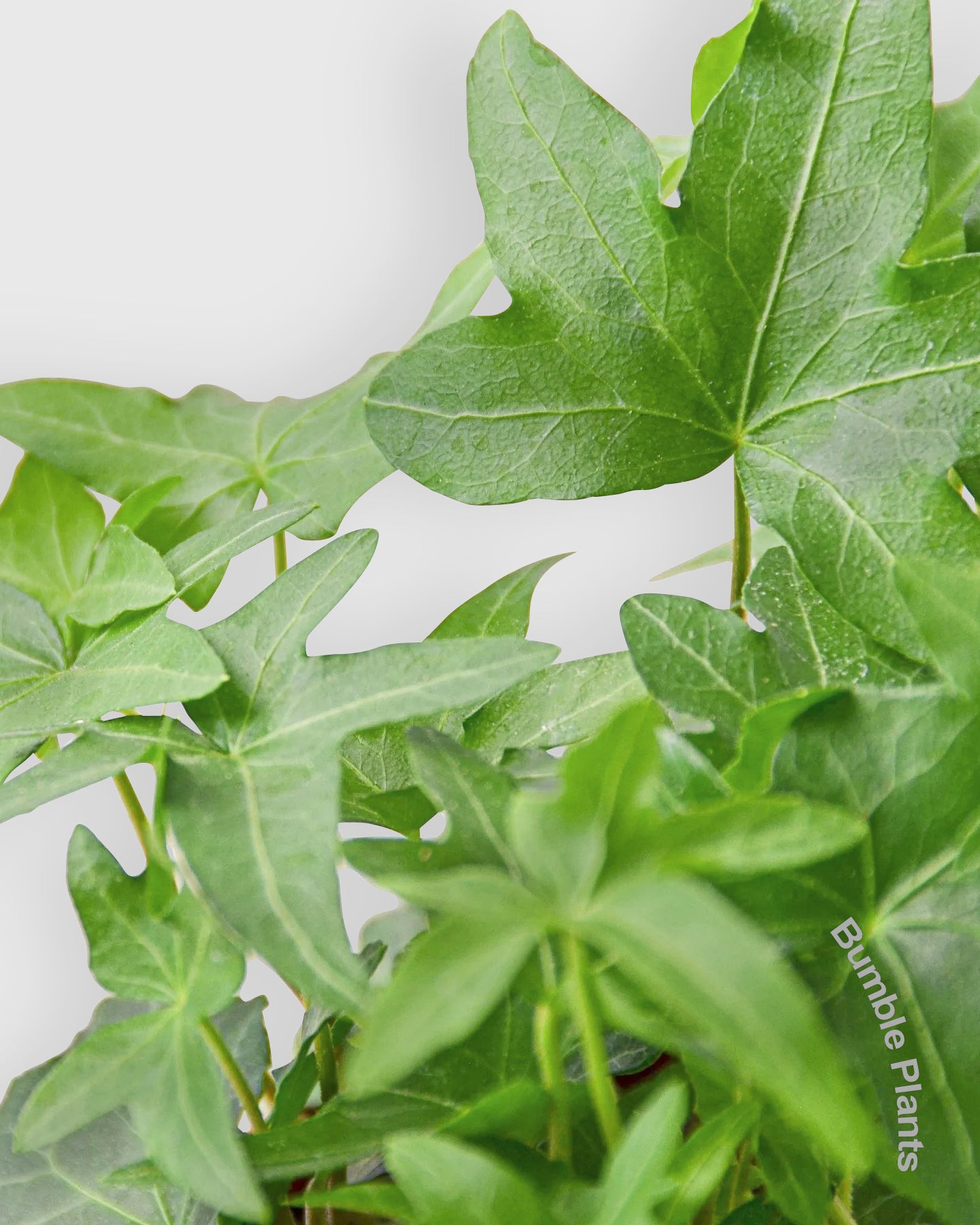 Hedera Helix 'Green California' English Ivy