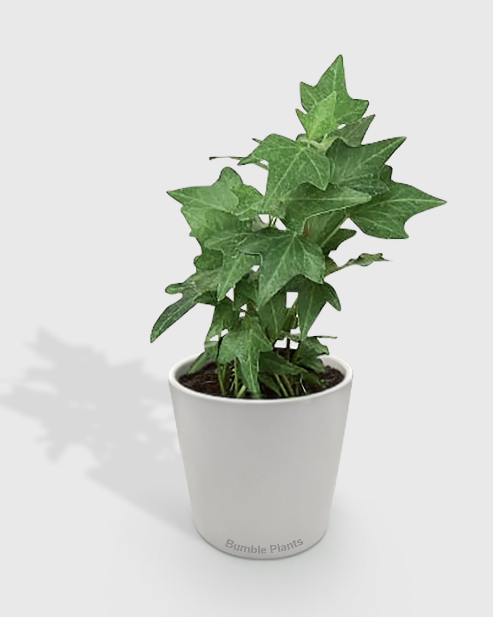 Hedera Helix 'Green California' English Ivy