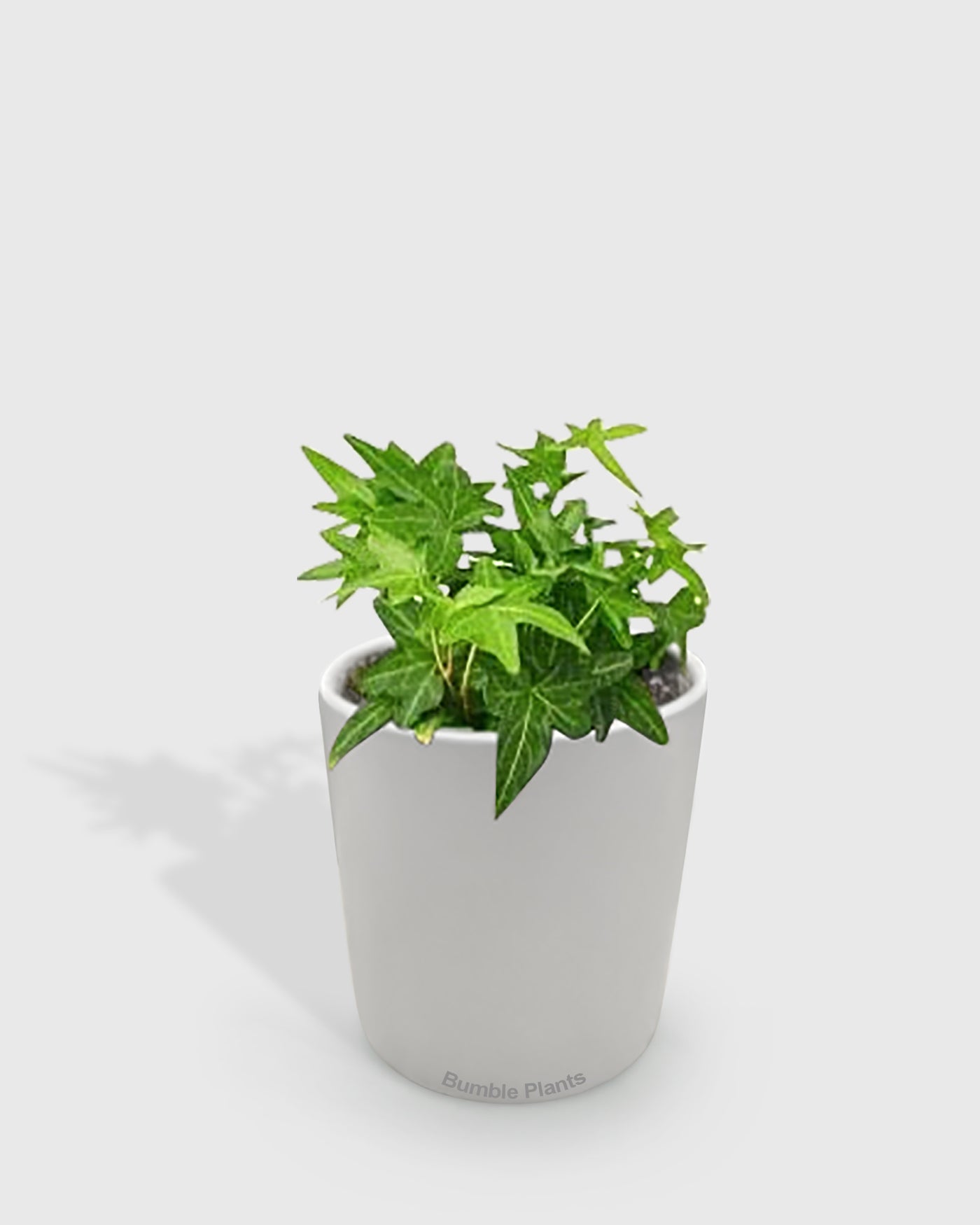 english ivy indoor plant near me English Ivy 'Green California' 6" Pot / Nursery Pot