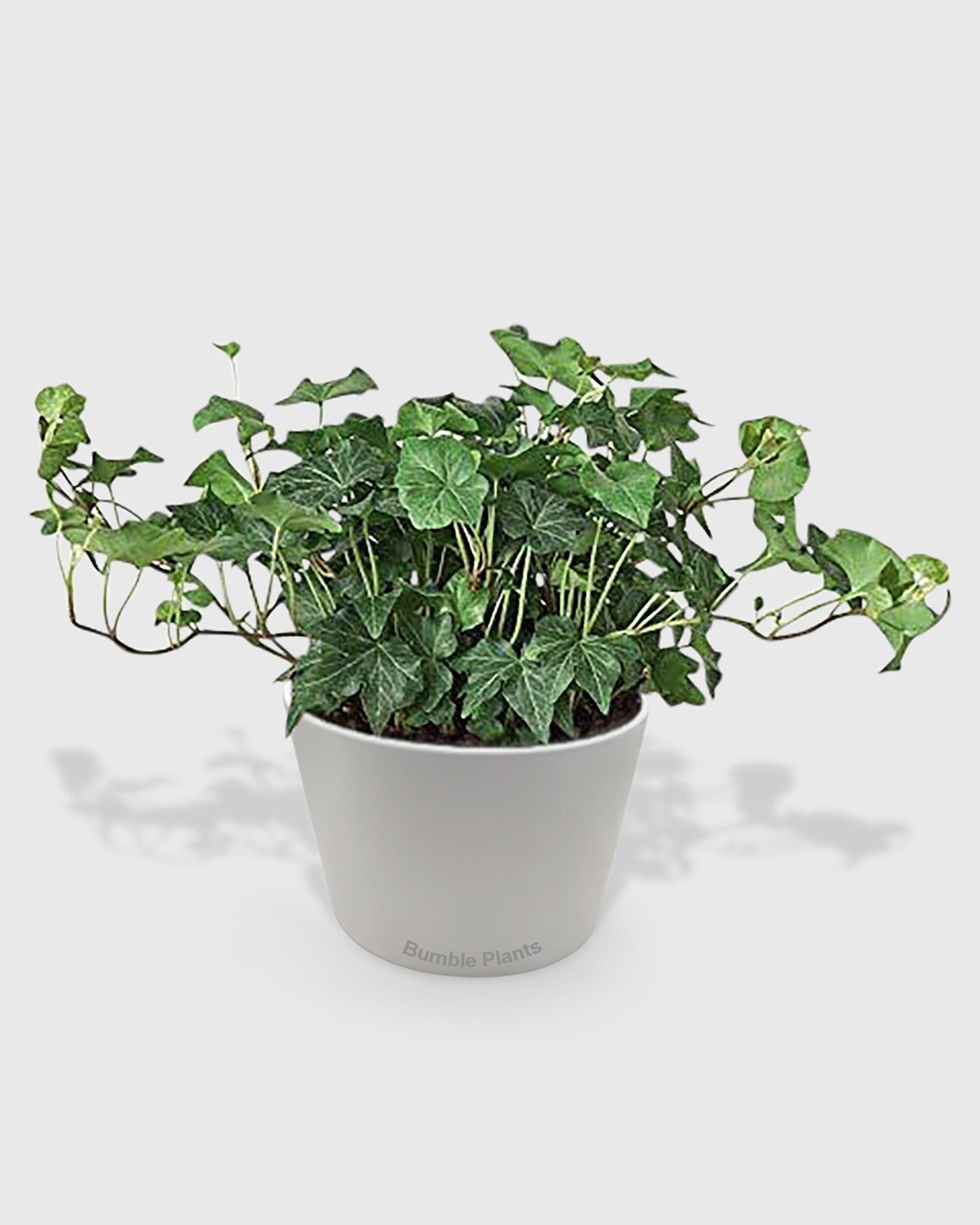 hedera helix indoor plant English Ivy 'Green California' 4" Pot / Nursery Pot