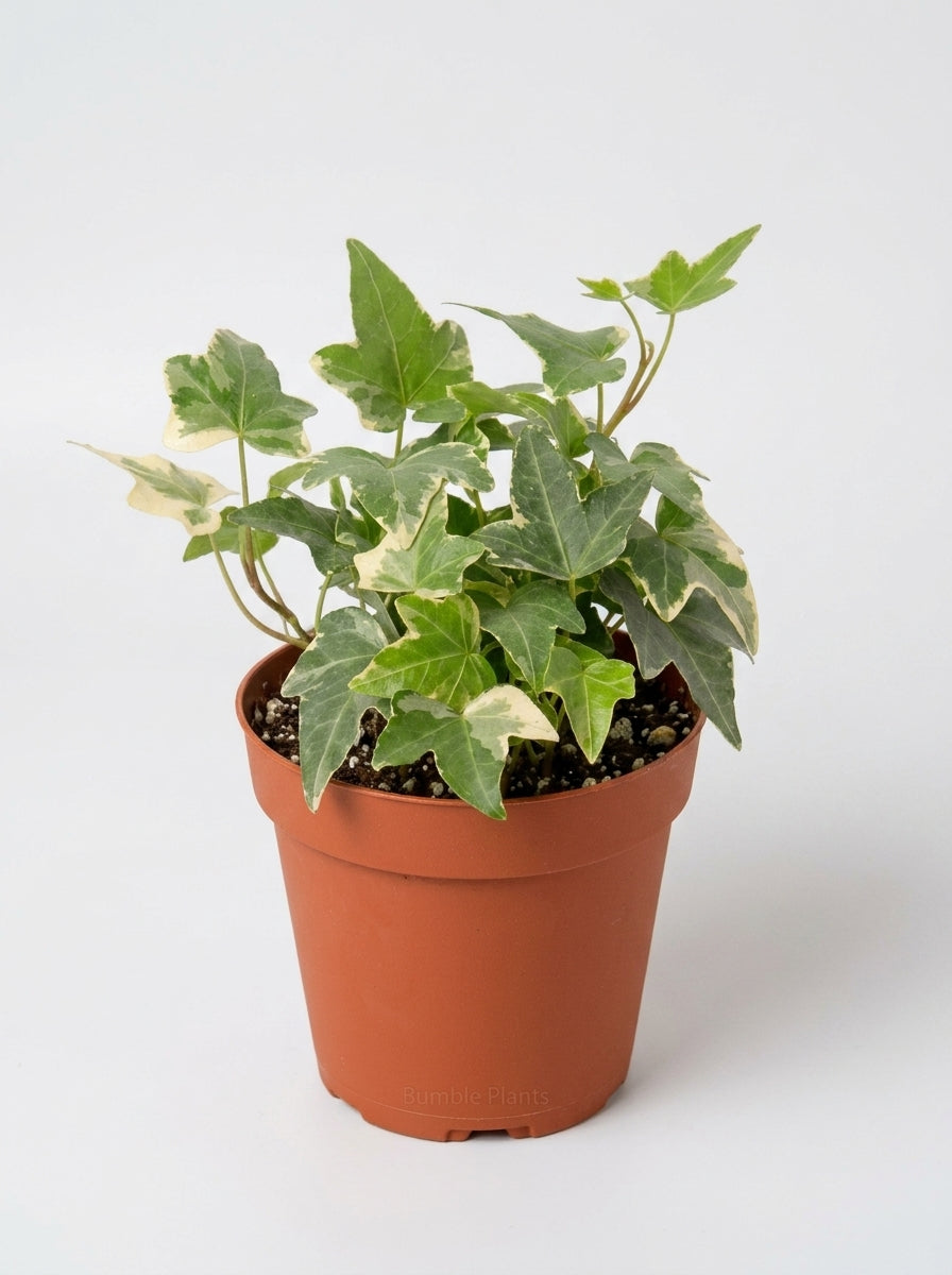 English Ivy 'Glacier'