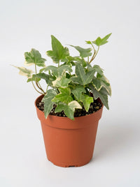 English Ivy 'Glacier'