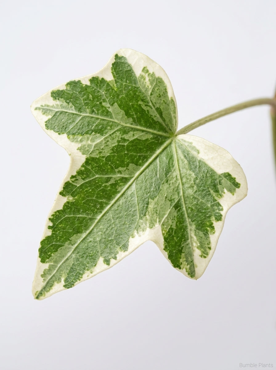 English Ivy 'Glacier'