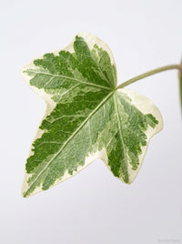 English Ivy 'Glacier'