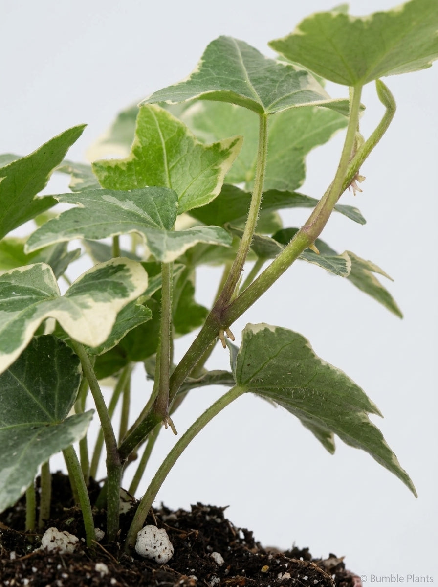English Ivy 'Glacier'