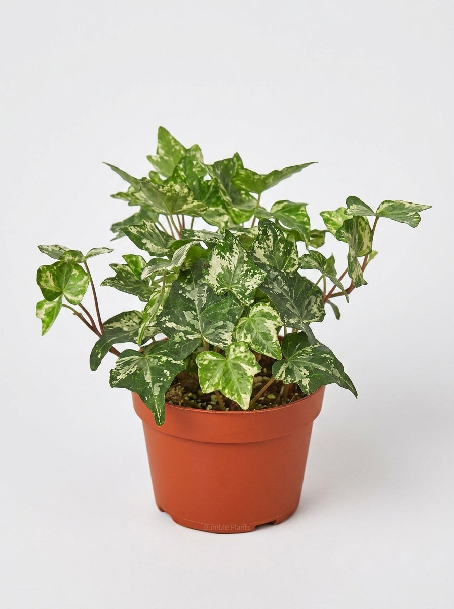 English Ivy 'Kolibre'