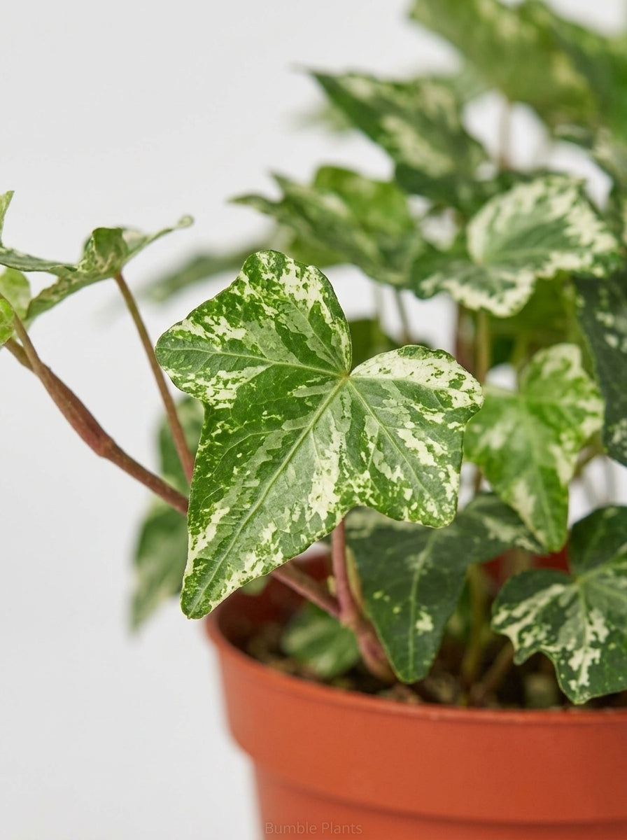 English Ivy 'Kolibre'