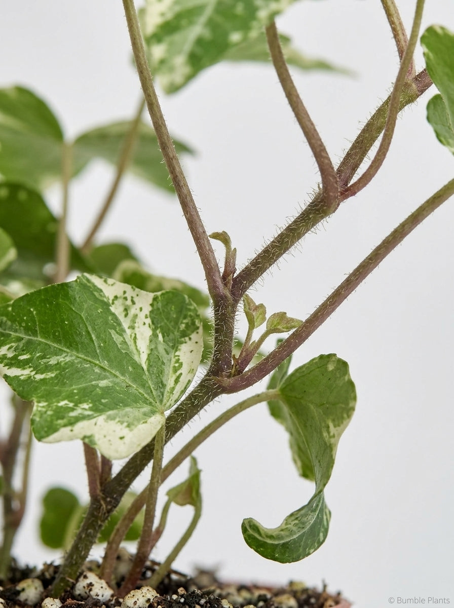 English Ivy 'Kolibre'
