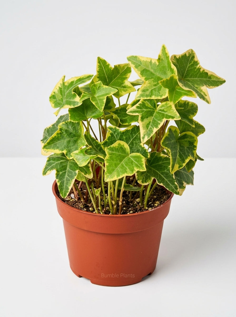 Hedera Helix English Ivy Gold Child