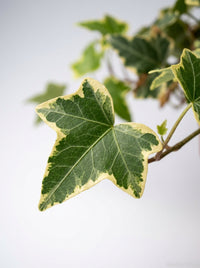 Hedera Helix English Ivy Gold Child