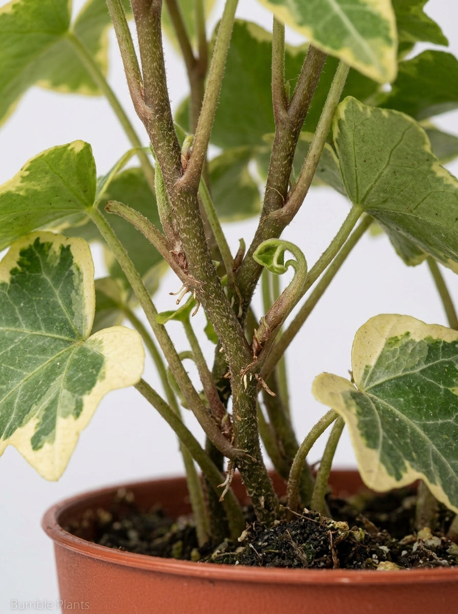 Hedera Helix English Ivy Gold Child