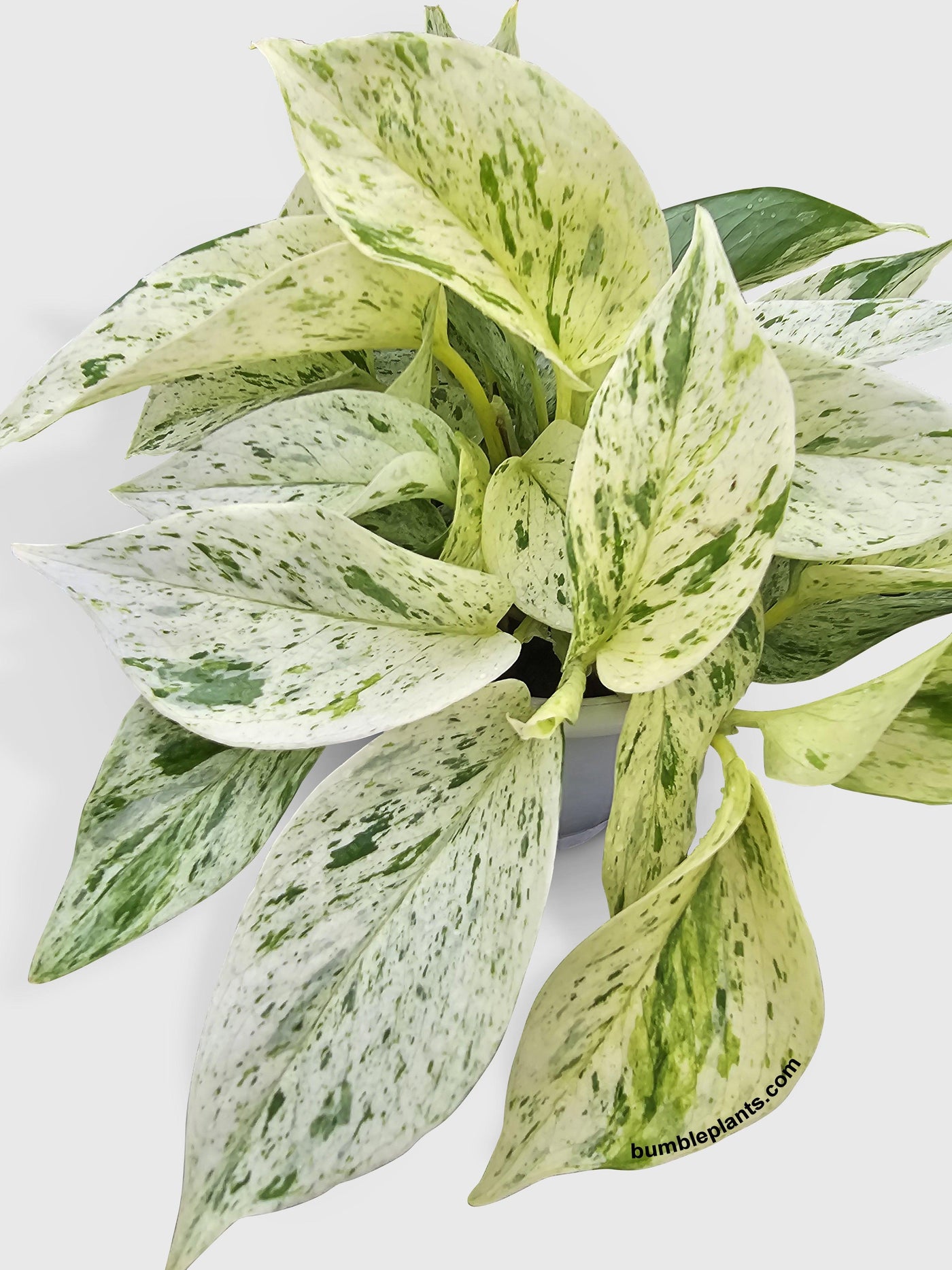 ice queen pothos Live Snow White Icy Pothos